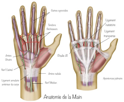 Vis de compression à os de phalange de la main - Tous les fabricants de  matériel médical
